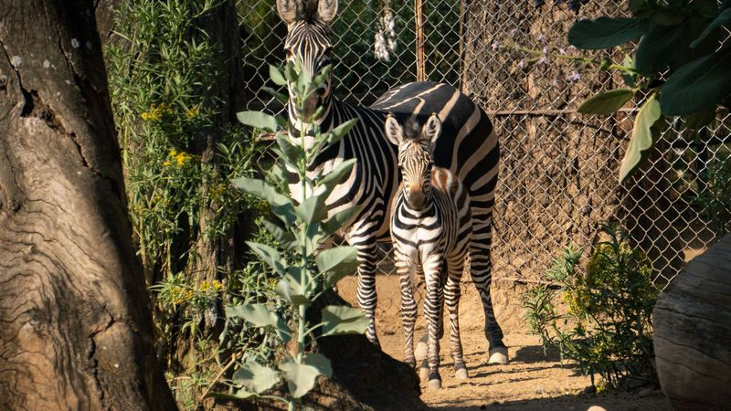 ¡Bienvenido a casa! Nace cebra de Grant en el Zoológico de Morelia