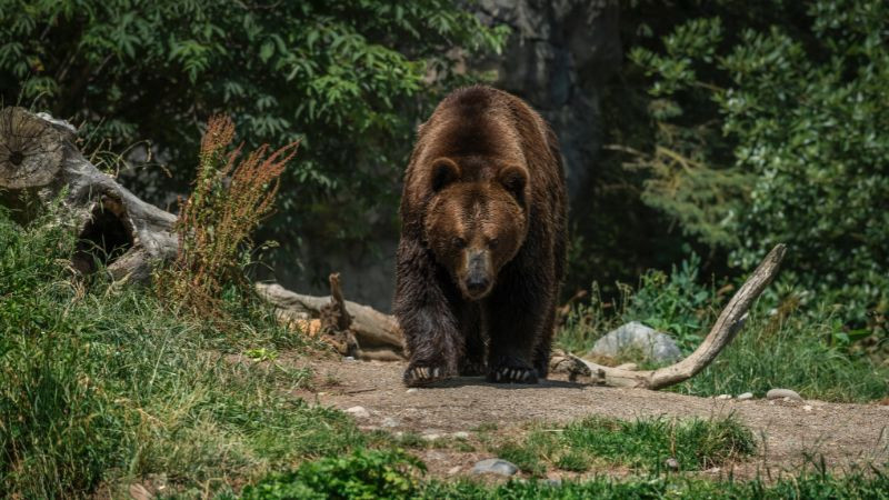 Oso pardo ataca a dos soldados de Estados Unidos durante ejercicios en Alaska